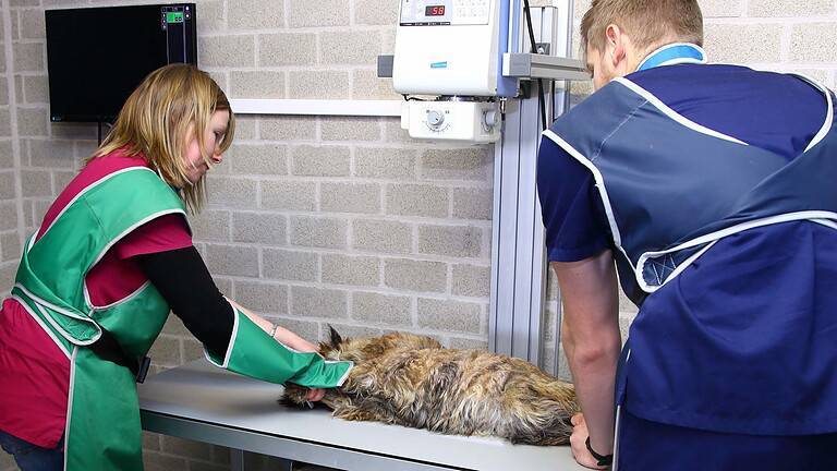 Opération sur chien clinique vétérinaire